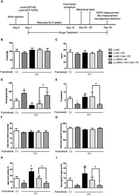 The 18 kDa Translocator Protein (TSPO) Overexpression in Hippocampal Dentate Gyrus Elicits Anxiolytic-Like Effects in a Mouse Model of Post-traumatic Stress Disorder